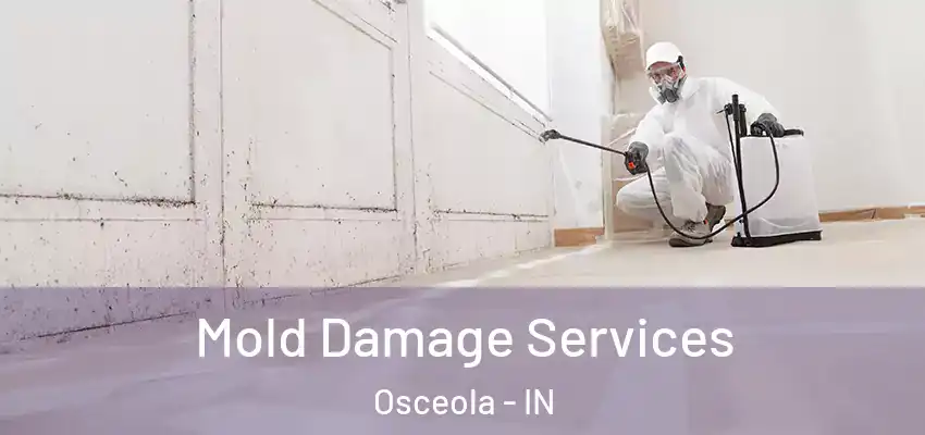  Mold Damage Services Osceola - IN