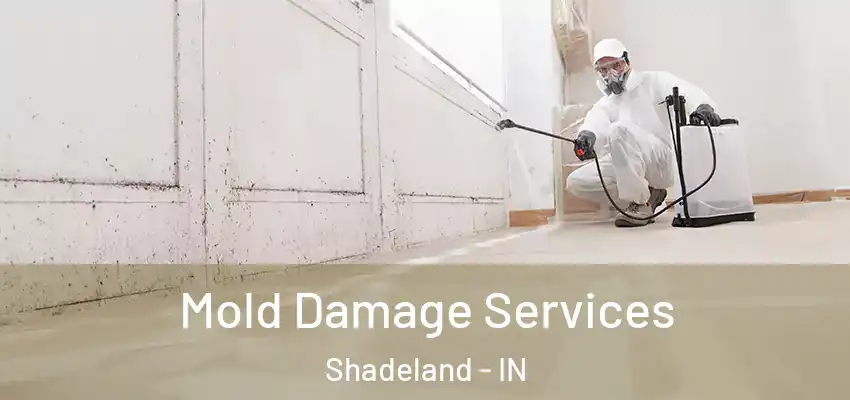 Mold Damage Services Shadeland - IN