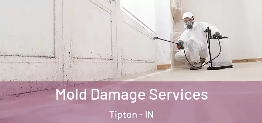 Mold Damage Services Tipton - IN