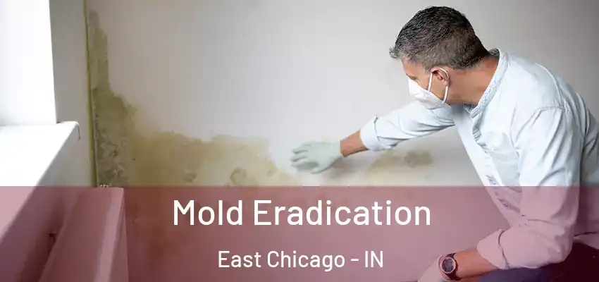  Mold Eradication East Chicago - IN
