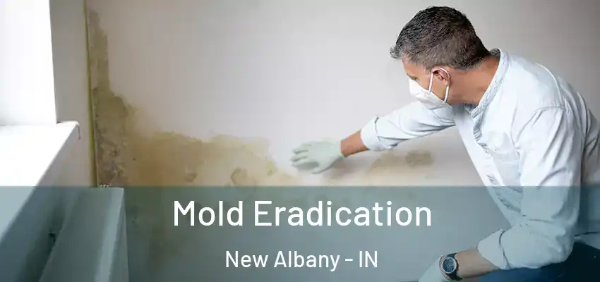  Mold Eradication New Albany - IN