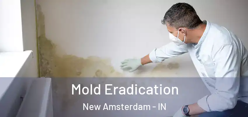  Mold Eradication New Amsterdam - IN