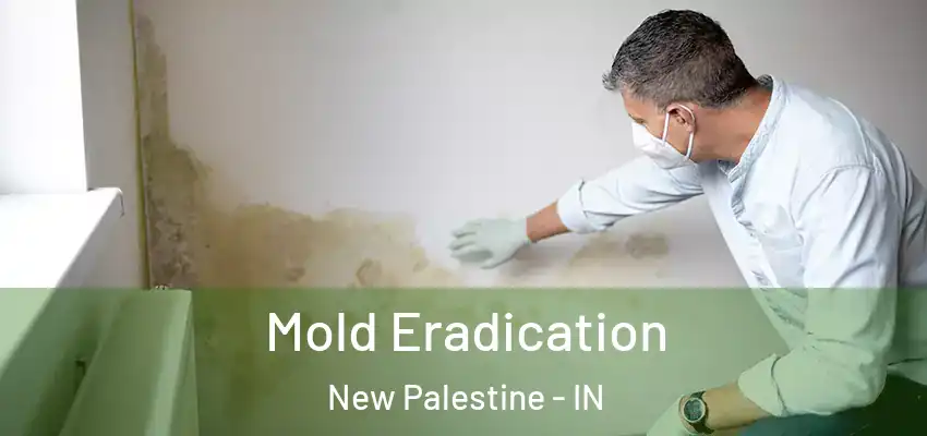  Mold Eradication New Palestine - IN