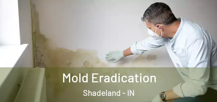 Mold Eradication Shadeland - IN