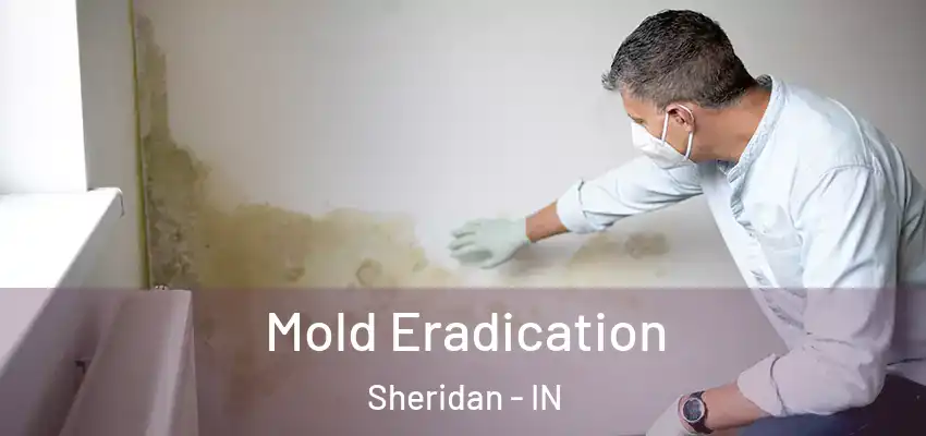 Mold Eradication Sheridan - IN