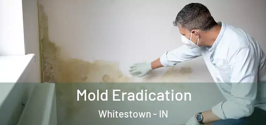 Mold Eradication Whitestown - IN