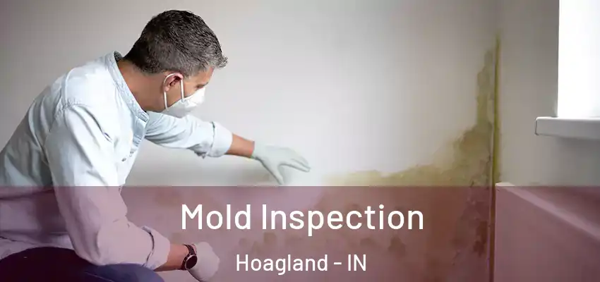  Mold Inspection Hoagland - IN