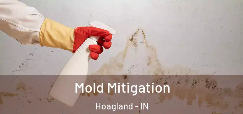  Mold Mitigation Hoagland - IN
