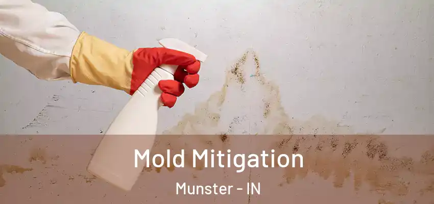  Mold Mitigation Munster - IN
