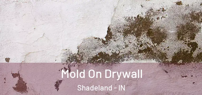  Mold On Drywall Shadeland - IN