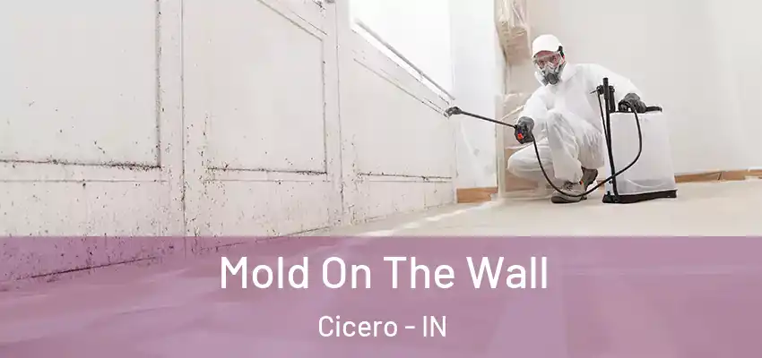  Mold On The Wall Cicero - IN