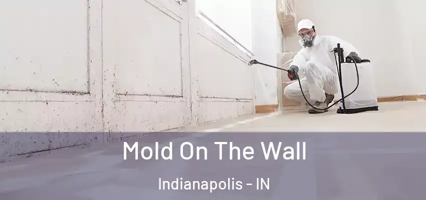  Mold On The Wall Indianapolis - IN