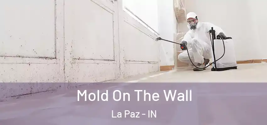  Mold On The Wall La Paz - IN