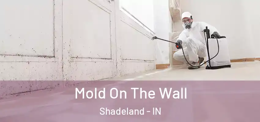  Mold On The Wall Shadeland - IN