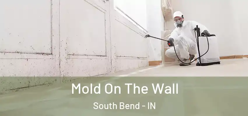  Mold On The Wall South Bend - IN