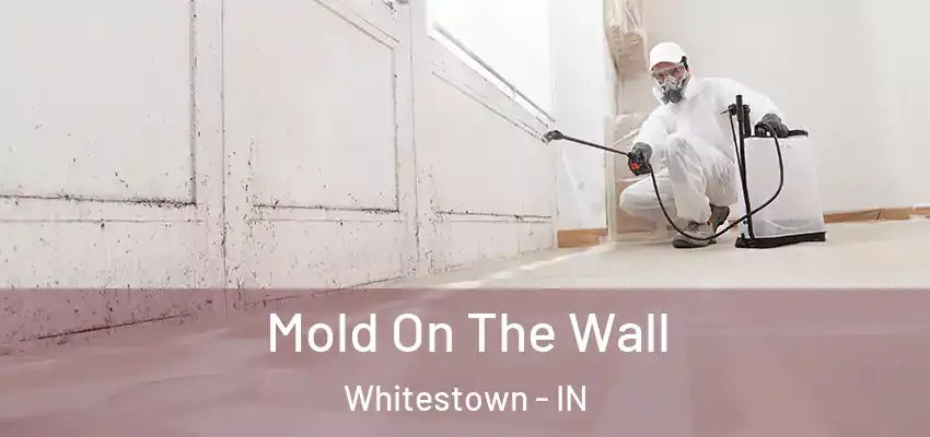 Mold On The Wall Whitestown - IN