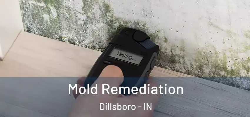 Mold Remediation Dillsboro - IN