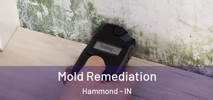  Mold Remediation Hammond - IN