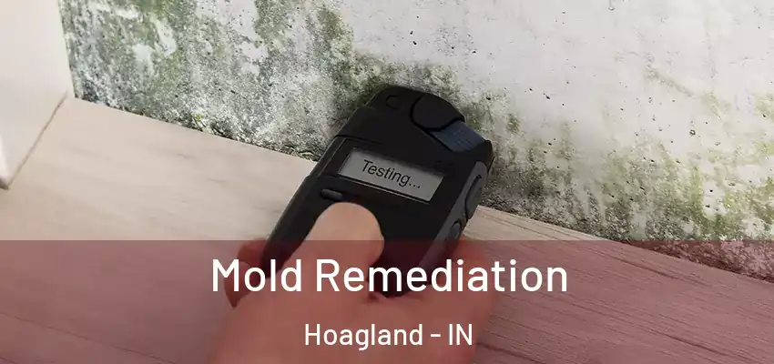 Mold Remediation Hoagland - IN