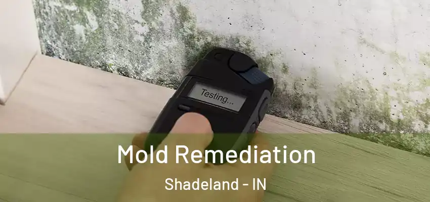  Mold Remediation Shadeland - IN