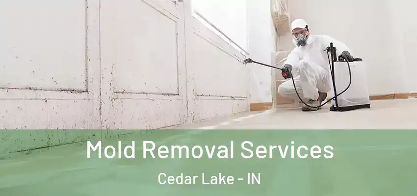 Mold Removal Services Cedar Lake - IN