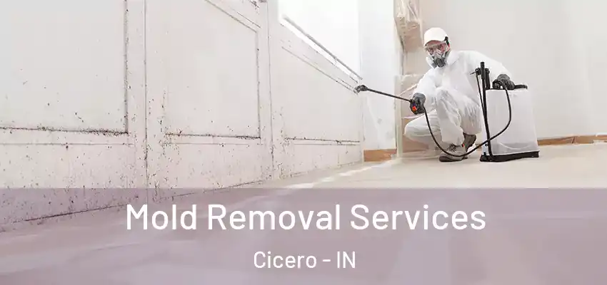  Mold Removal Services Cicero - IN