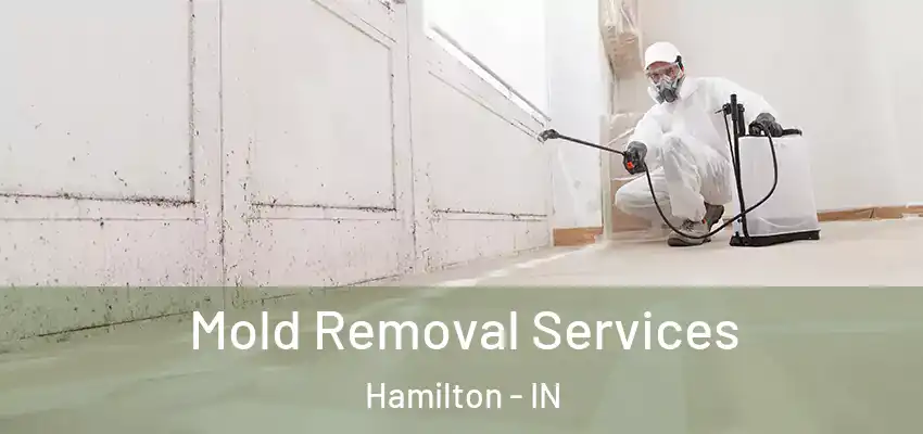  Mold Removal Services Hamilton - IN
