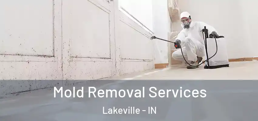  Mold Removal Services Lakeville - IN