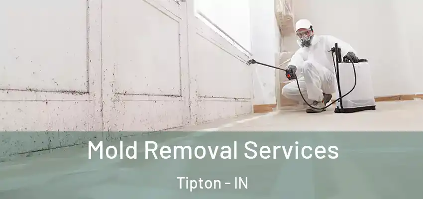 Mold Removal Services Tipton - IN