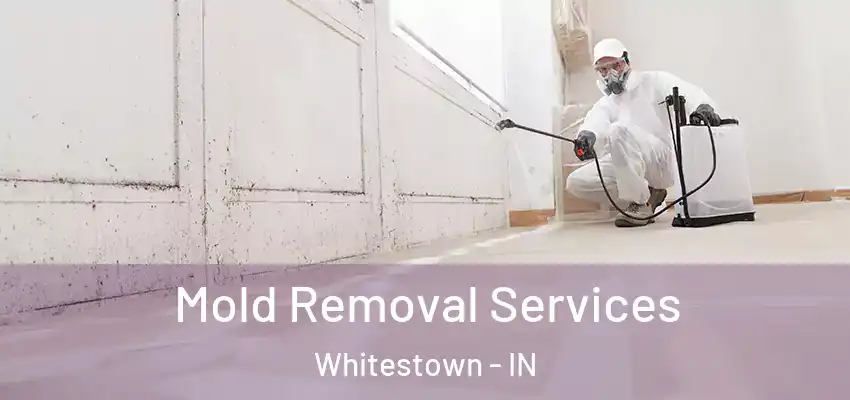Mold Removal Services Whitestown - IN